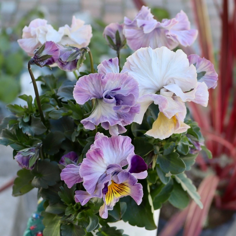 今シーズン発売の新品種 】現品1点限り!! 超良株☆桂楓園さんの