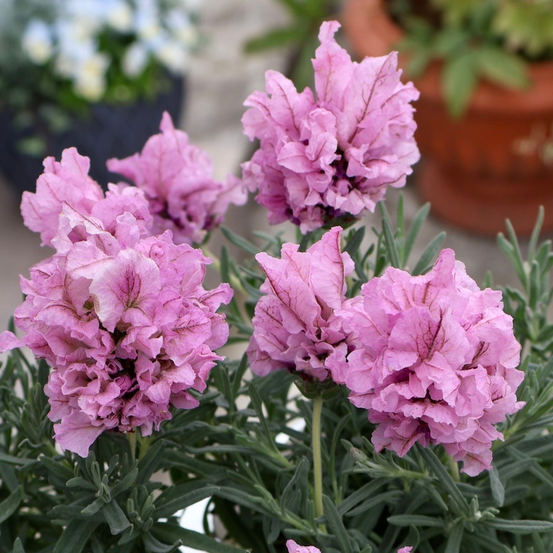 インド伝統 バナラスシルク デュパタ手織 ラベンダーピンク310✖︎95 インド伝統 バナラスシルク デュパタ手織 ラベンダーピンク310✖︎95