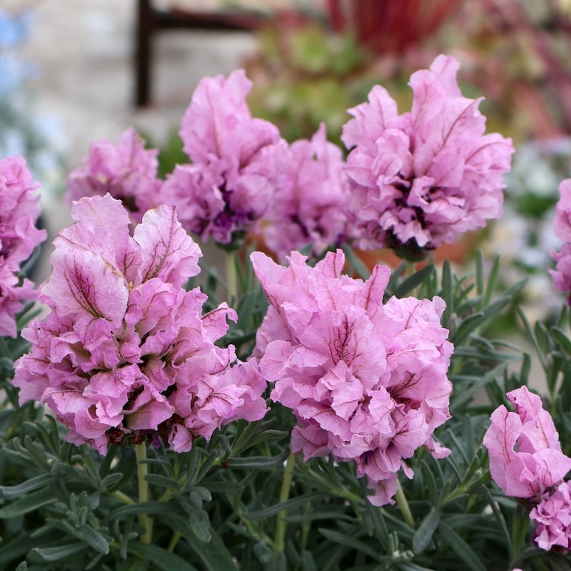 超希少品種☆開花期4月~10月☆とにかく可愛い♪ラベンダー「ラビッシュ