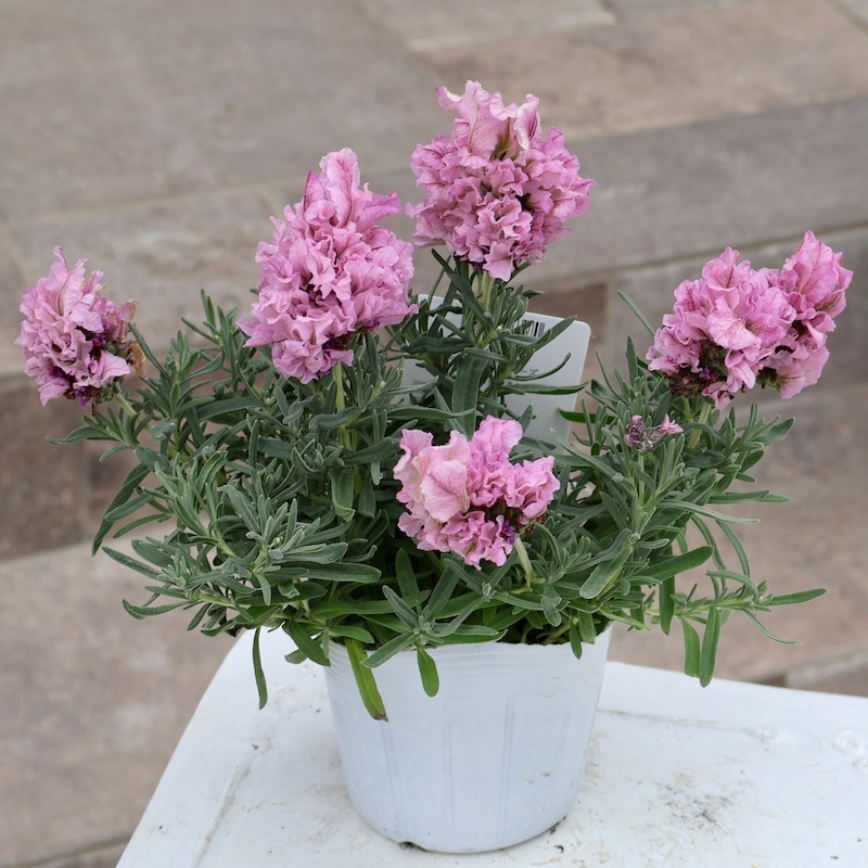 超希少品種☆開花期4月~10月☆とにかく可愛い♪ラベンダー「ラビッシュ