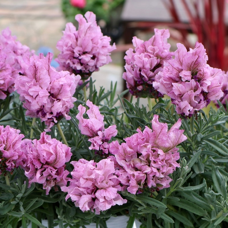 超希少品種☆開花期4月~10月☆とにかく可愛い♪ラベンダー「ラビッシュ