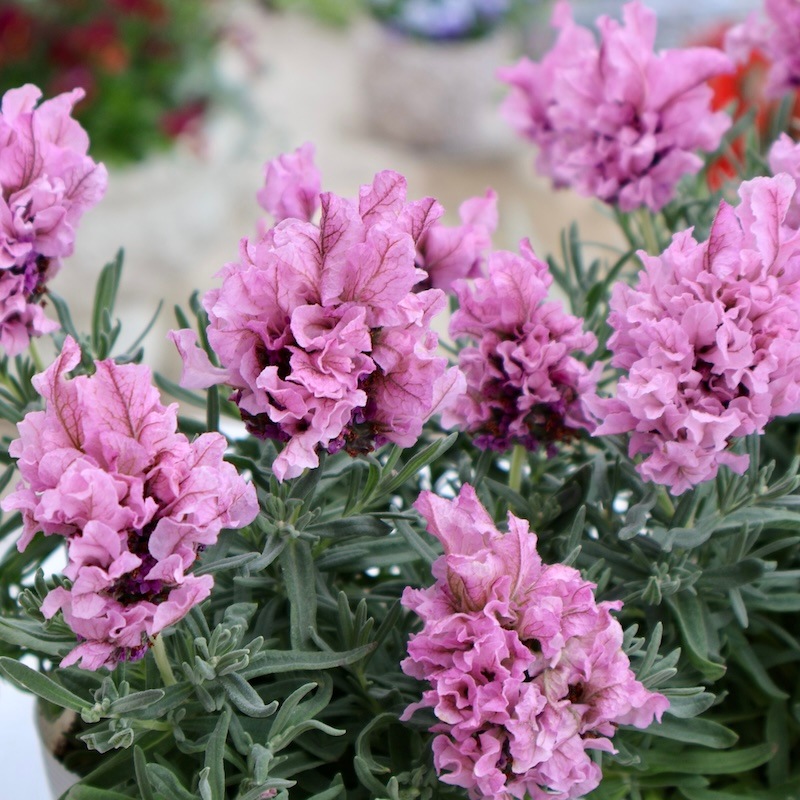 インド伝統 バナラスシルク デュパタ手織 ラベンダーピンク310✖︎95 インド伝統 バナラスシルク デュパタ手織 ラベンダーピンク310✖︎95