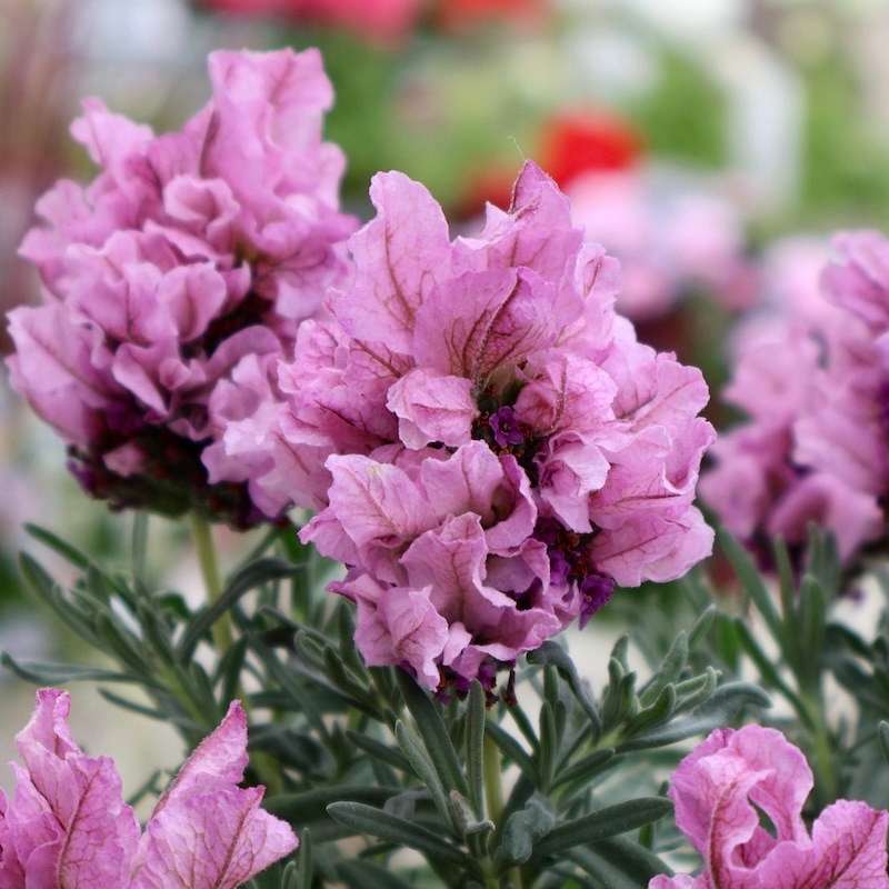 インド伝統 バナラスシルク デュパタ手織 ラベンダーピンク310✖︎95 インド伝統 バナラスシルク デュパタ手織 ラベンダーピンク310✖︎95