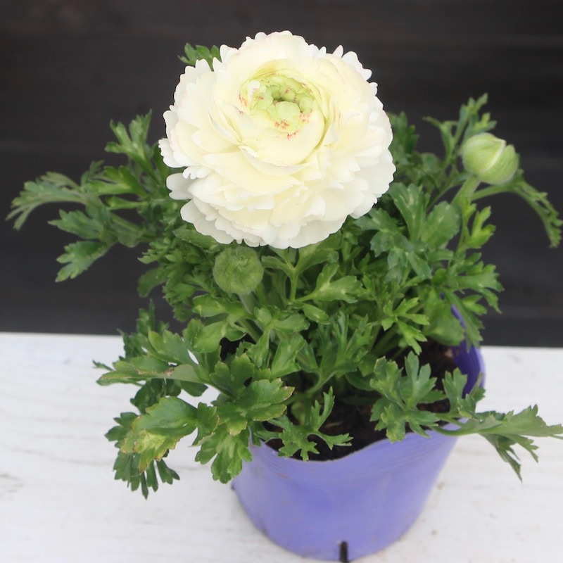 画像の現品!!ラナンキュラス「マシェ」22-06番(3.5号ポット)