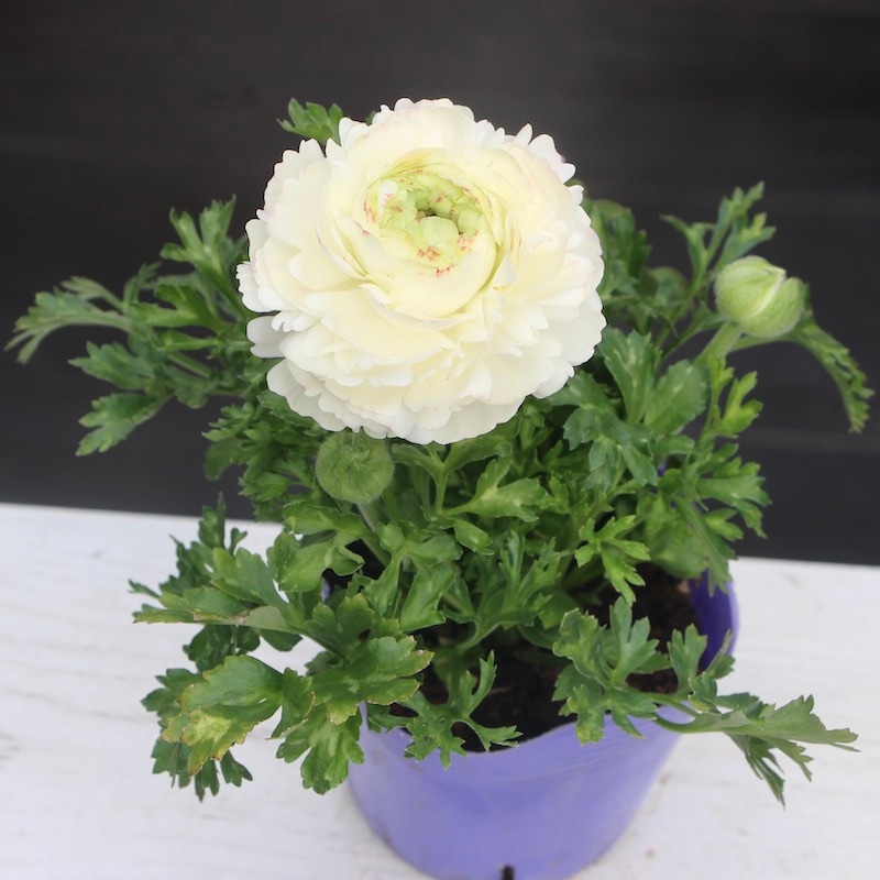 画像の現品!!ラナンキュラス「マシェ」22-06番(3.5号ポット)