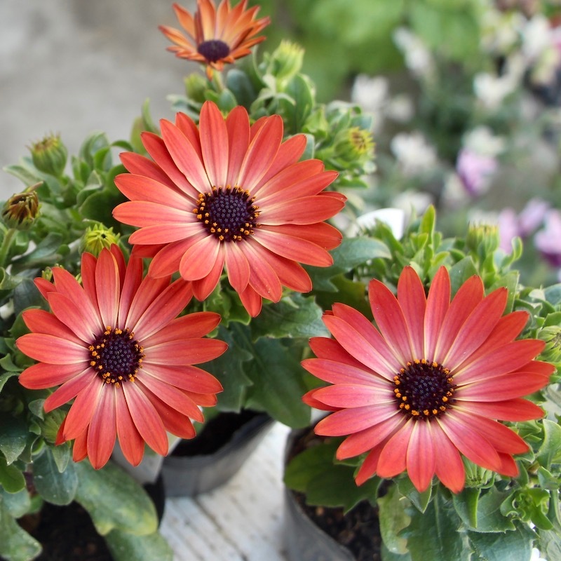 オステオスペルマム・ミスティー「ライジングサン」