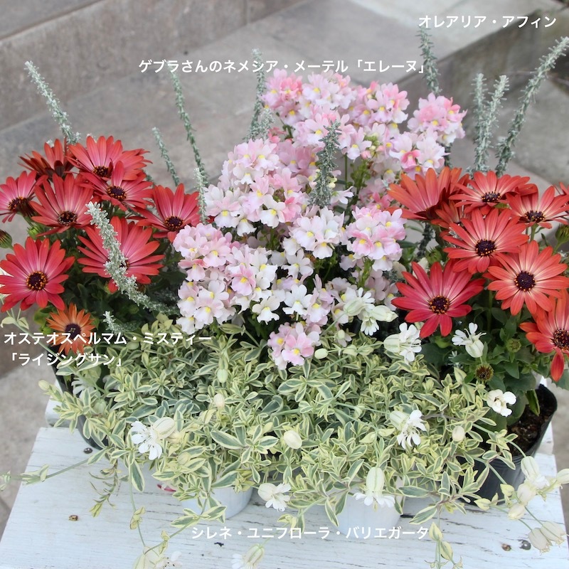 オステオスペルマム・ミスティー「ライジングサン」