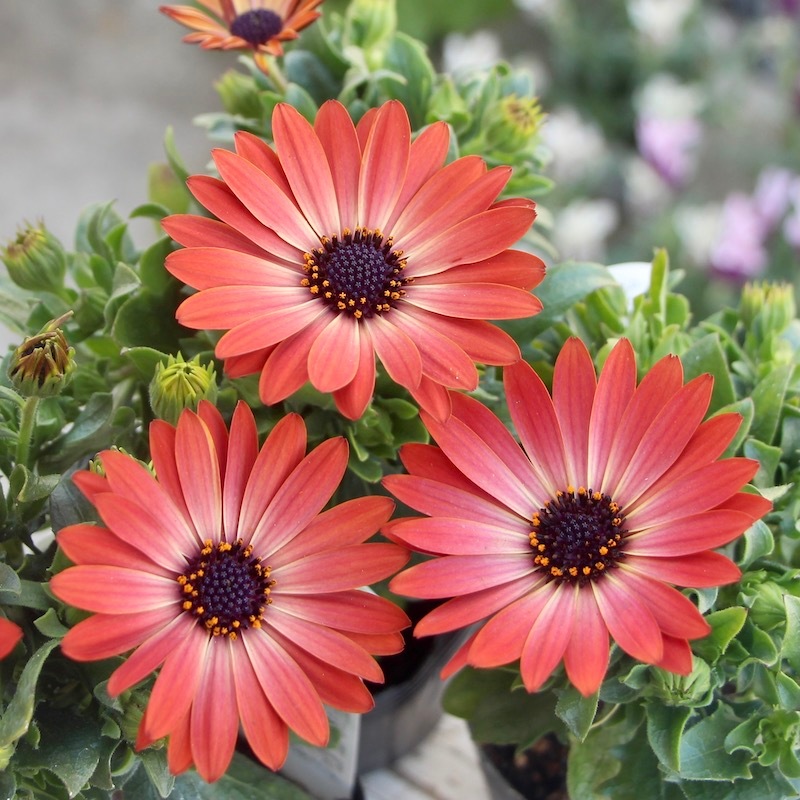 オステオパシックメディスン 第三版 オステオスペルマム・ミスティー「ライジングサン」