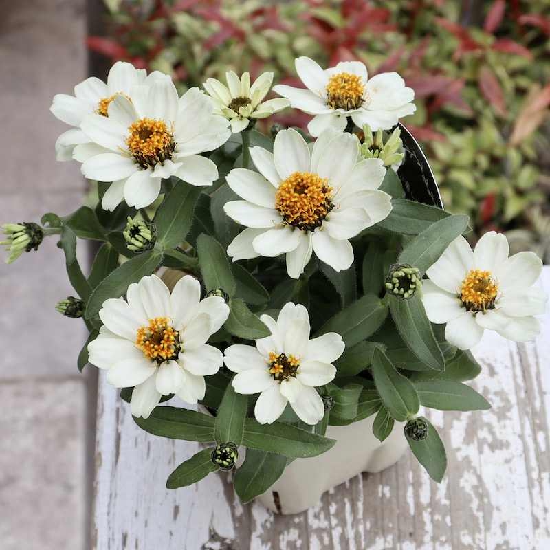 【新品】　ソウルオブシベリア　#7　ククサ　ホワイトペンダント　No.2503 新品】 ソウルオブシベリア #7 ククサ ホワイトペンダント No.2503