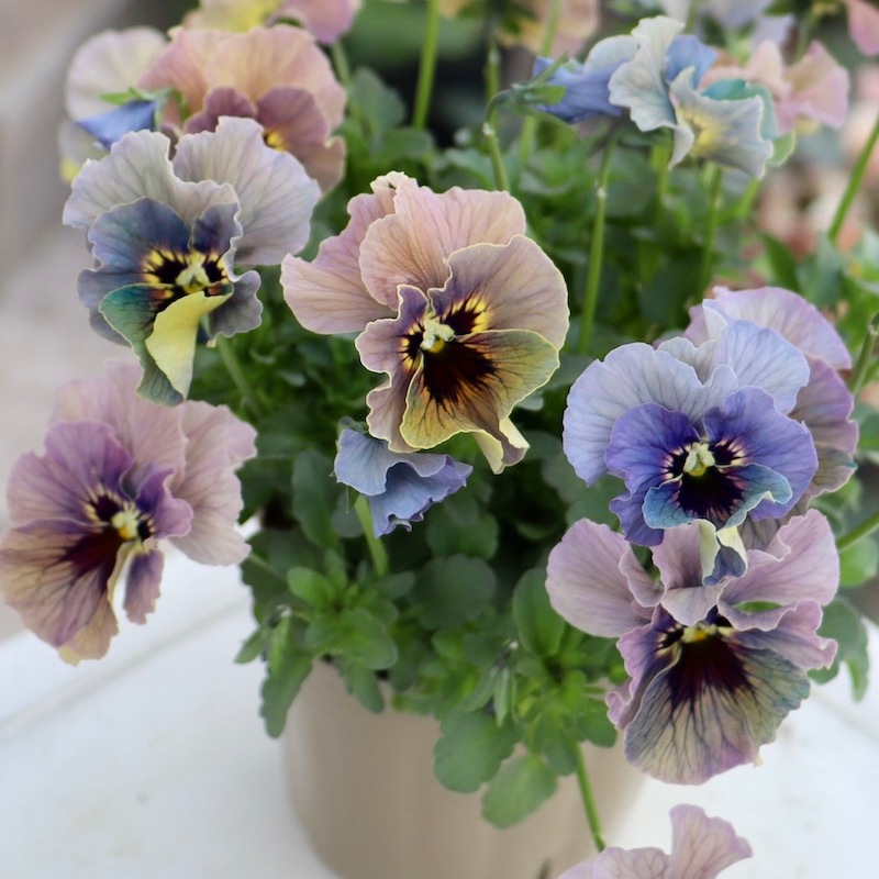 石川園芸さんのビオラ「レディ」＜21-01＞ ビオラレディ 希少苗 ブルー