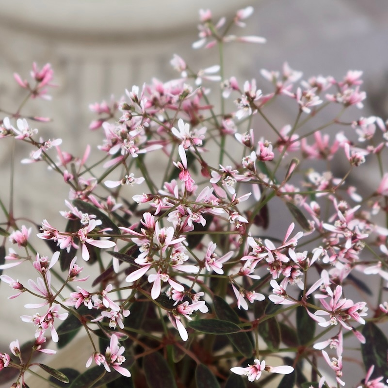 エケベリア13個 1210-D090 ピンク フロスト 多肉植物 カット苗 寄植え