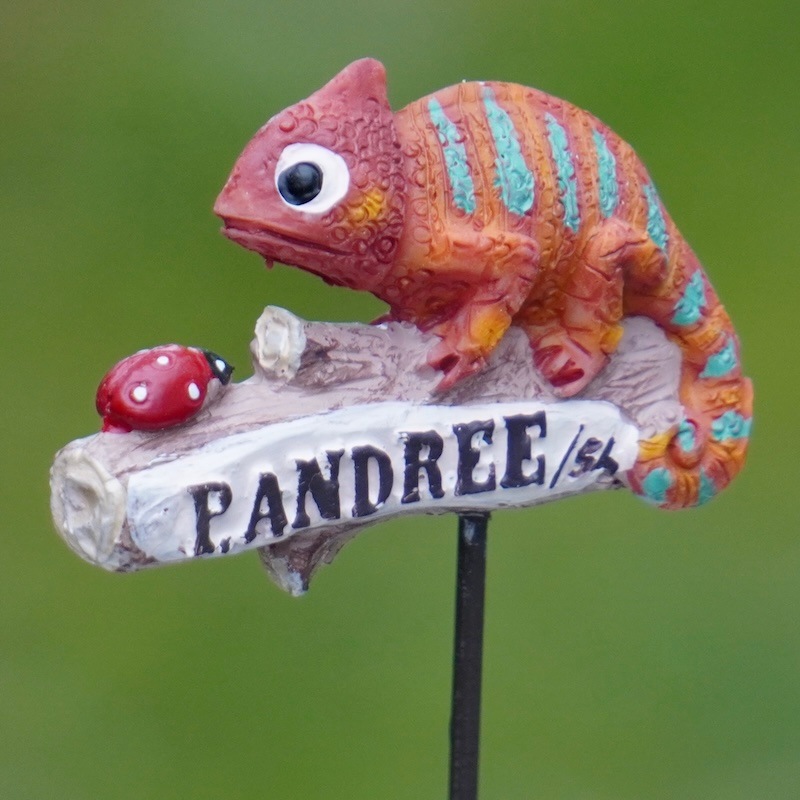  Vividie Chameleon オレンジ　カメレオン　生物 2_000000009252.jpg?1747995676