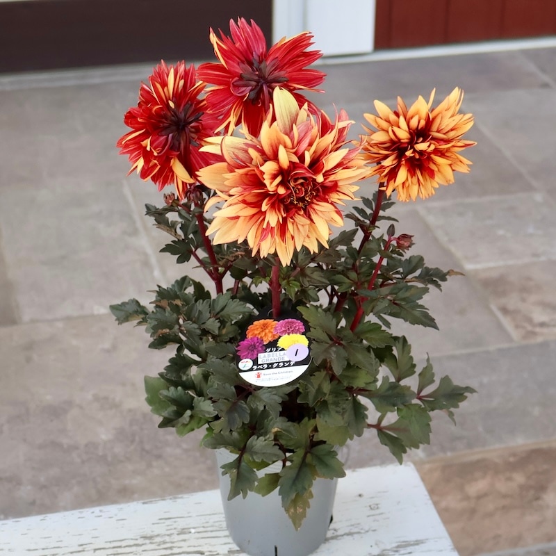 感動の美しさ♪特大株のダリア・ラベラグランデ「チョコレートアンバー