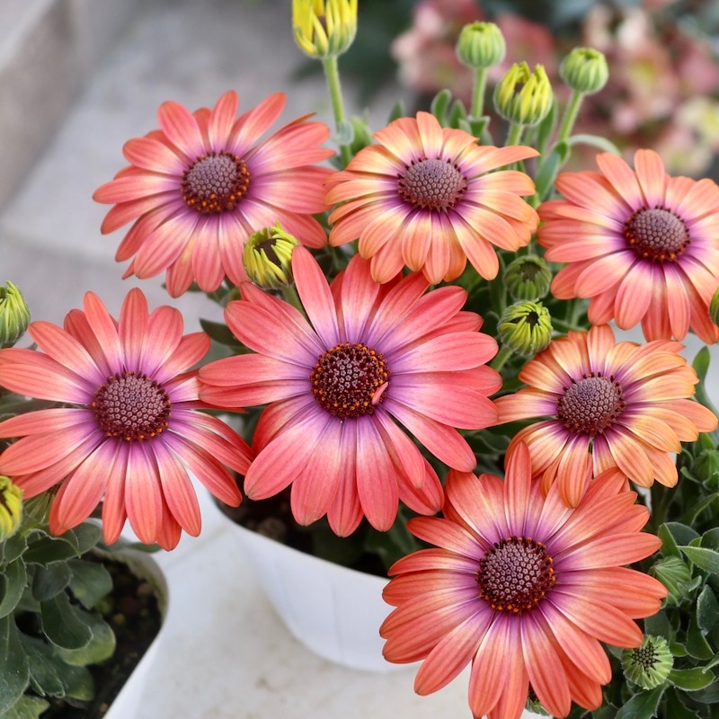 ボリューム満点株♪オステオスペルマム・セレニティ「コーラルマジック