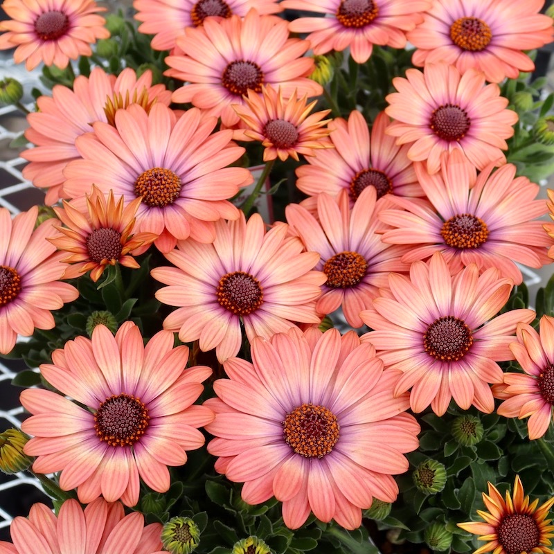 ボリューム満点株♪オステオスペルマム・セレニティ「コーラルマジック