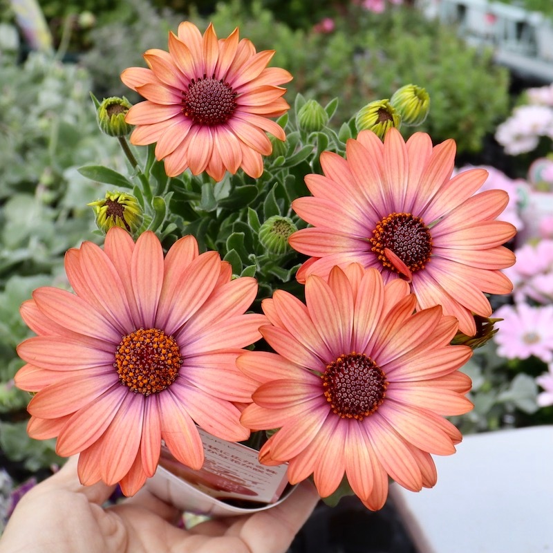 ボリューム満点株♪オステオスペルマム・セレニティ「コーラルマジック