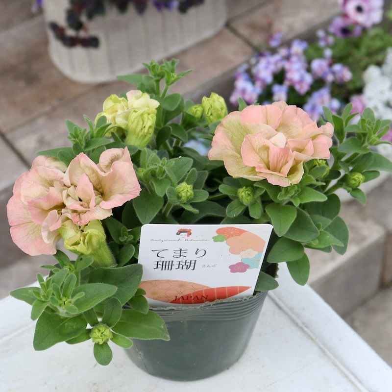 ゲブラさんの八重咲きペチュニア「てまり珊瑚(サンゴ)」(3.5号ポット)