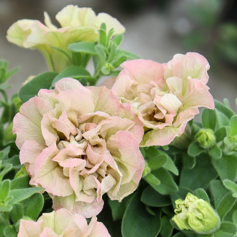 ゲブラさんの八重咲きペチュニア「てまり珊瑚(サンゴ)」(3.5号ポット)