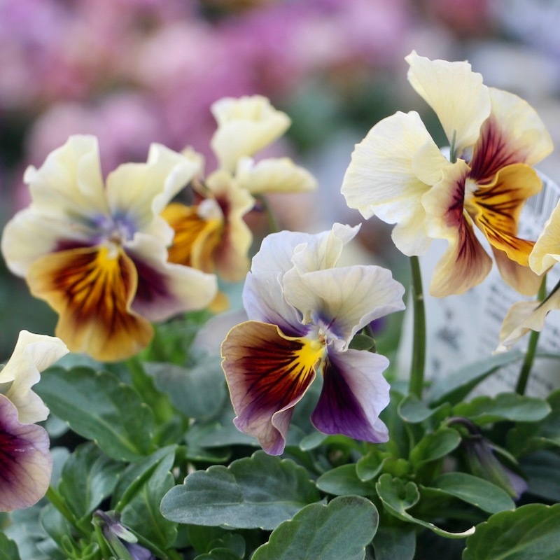 新品〜USEDコスメ60点オマケ3点 新品〜USEDコスメ60点オマケ3点 新品〜USEDコスメ60点オマケ