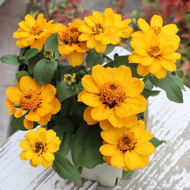 スポード ジョージアンシリーズ ボタニカル フローラル 各3客 ライラック レア スポード ジョージアンシリーズ ボタニカル フローラル 各3客