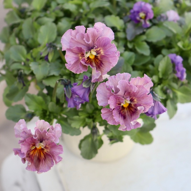 5_000000007153.jpg?1710159995