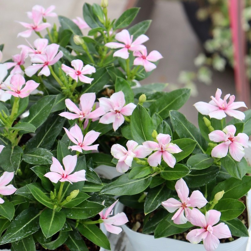 NEW八重咲き☆北島園芸さんのビンカ(日々草)ミラシリーズ「ミラ