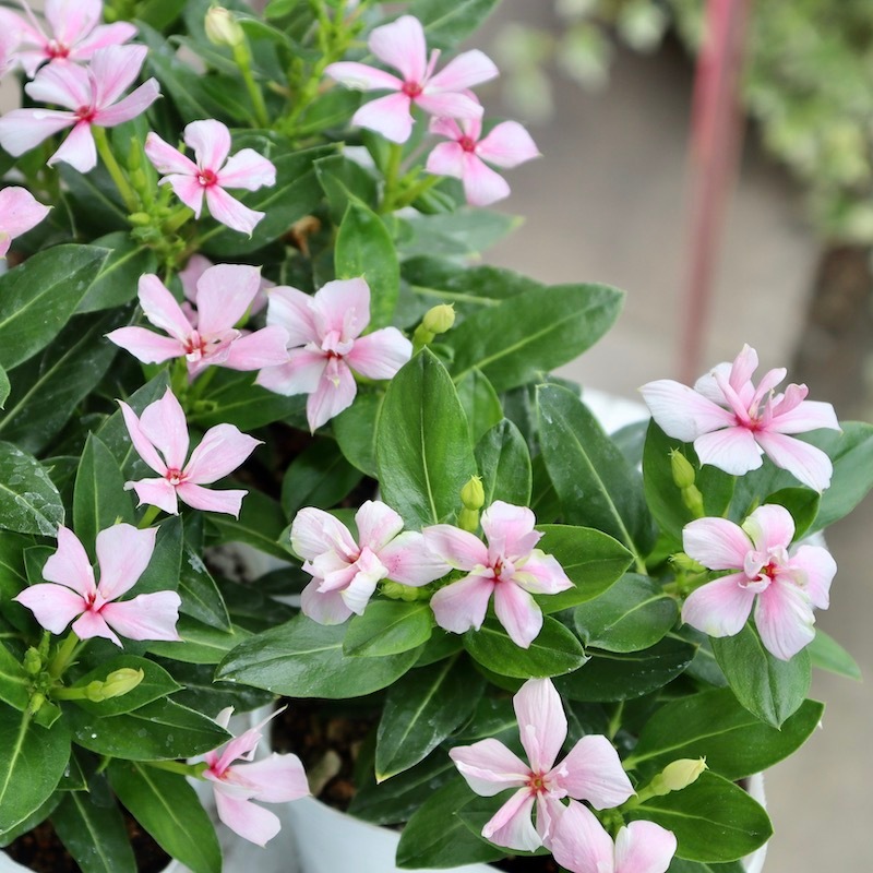 NEW八重咲き☆北島園芸さんのビンカ(日々草)ミラシリーズ「ミラ