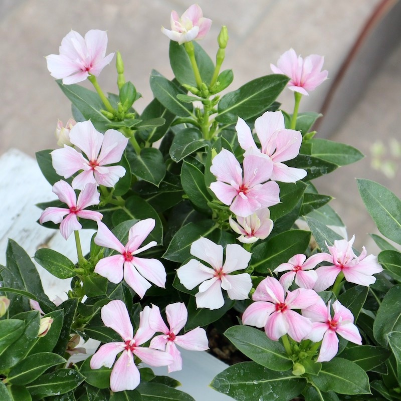 13_000000007453.jpg?1718374583