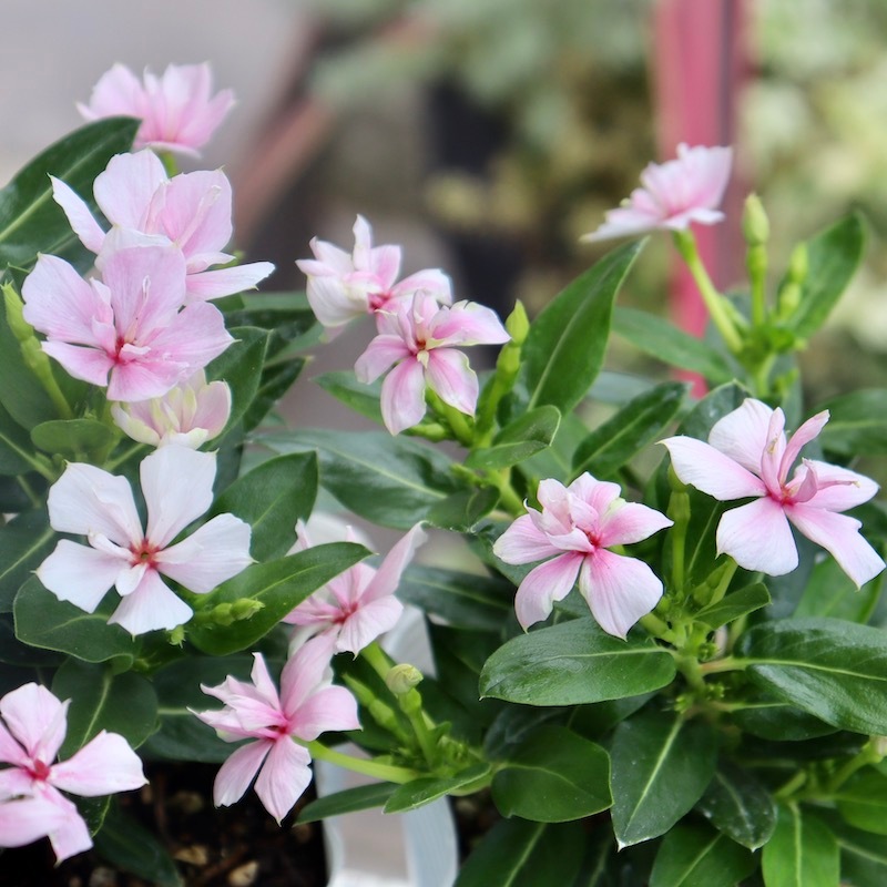 NEW八重咲き☆北島園芸さんのビンカ(日々草)ミラシリーズ「ミラ