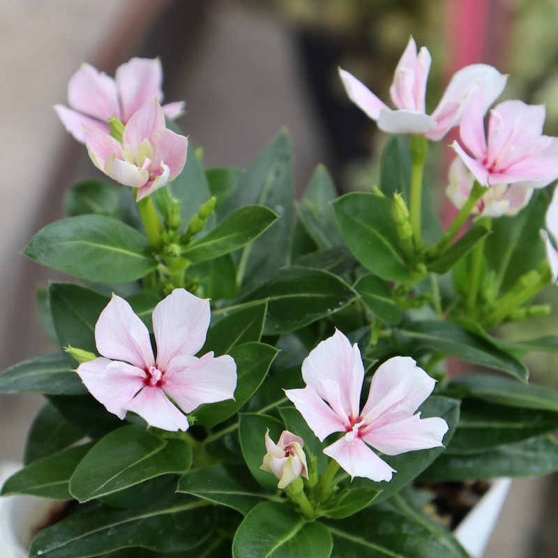 NEW八重咲き☆北島園芸さんのビンカ(日々草)ミラシリーズ「ミラ