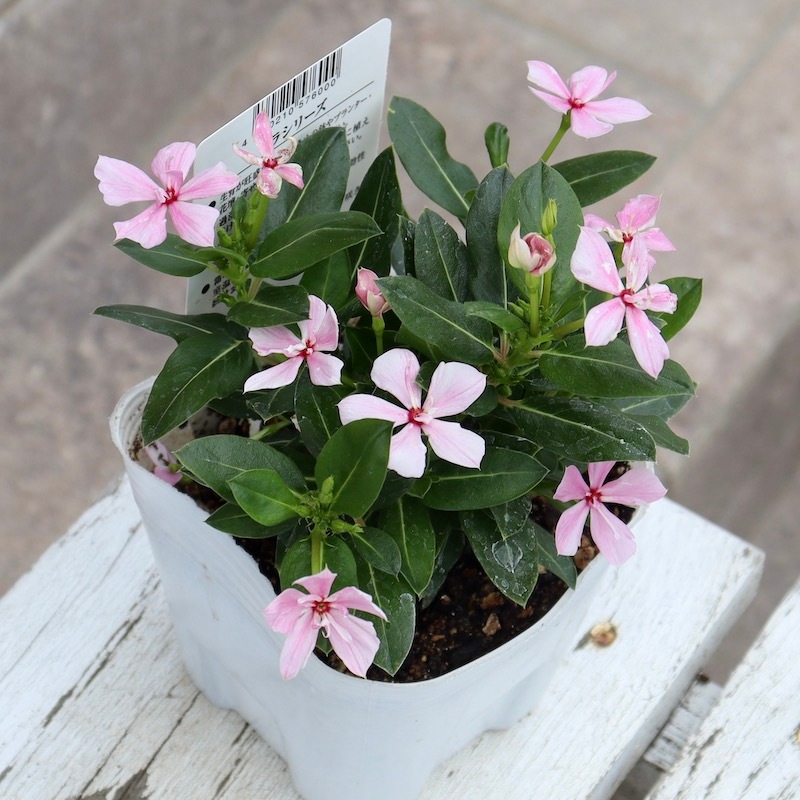 NEW八重咲き☆北島園芸さんのビンカ(日々草)ミラシリーズ「ミラ