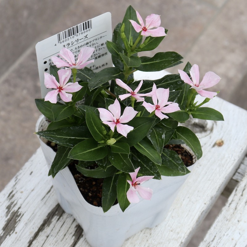 NEW八重咲き☆北島園芸さんのビンカ(日々草)ミラシリーズ「ミラ