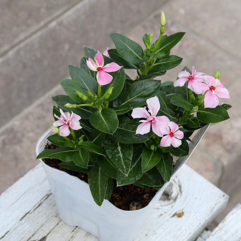 NEW八重咲き☆北島園芸さんのビンカ(日々草)ミラシリーズ「ミラ