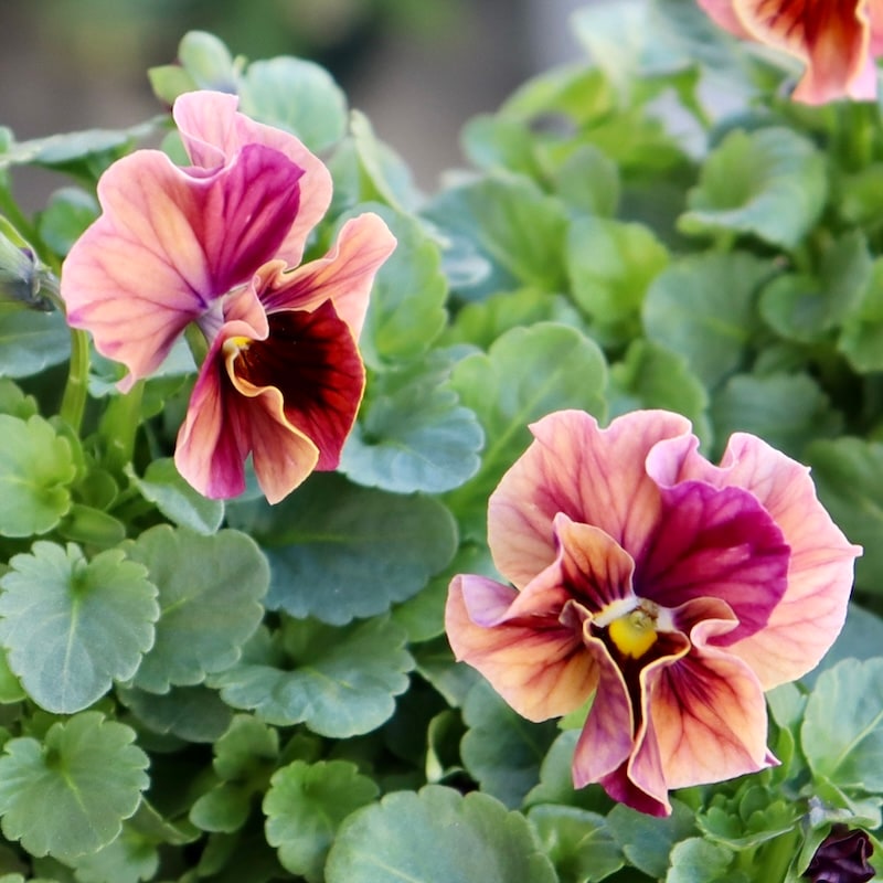 1_000000007953.jpg?1732967567