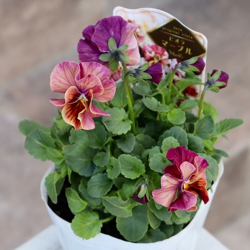 画像で色を選べる!!高知・植田さんのフリル咲きビオラ「マーブル」30番