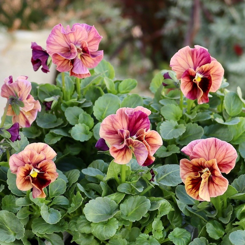 画像で色を選べる!!高知・植田さんのフリル咲きビオラ「マーブル」30番