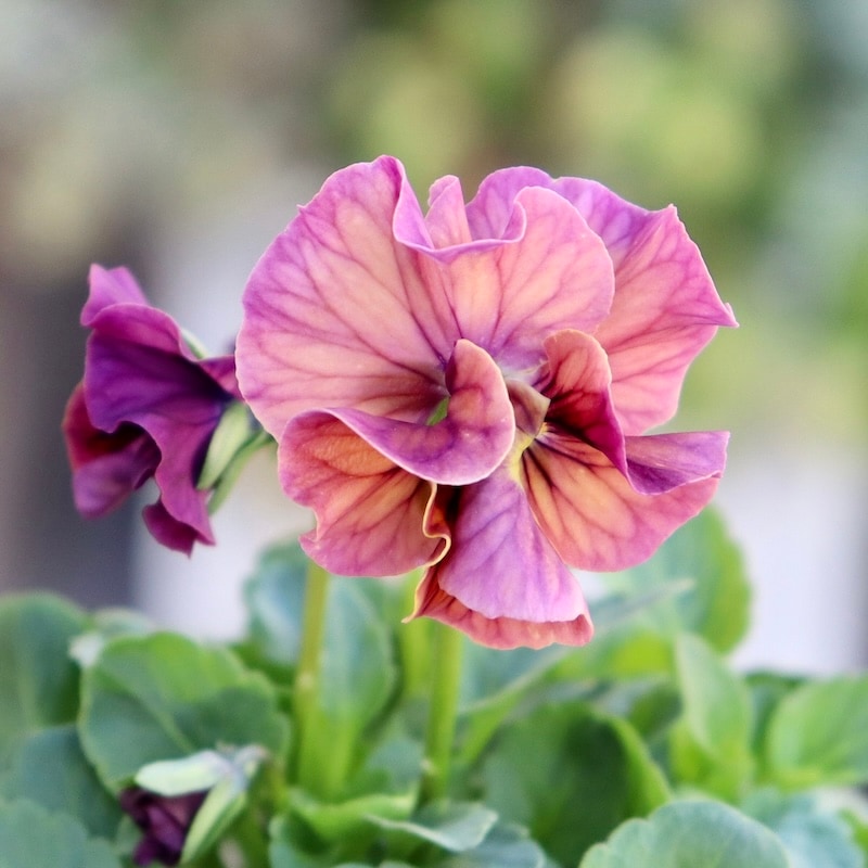 画像で色を選べる!!高知・植田さんのフリル咲きビオラ「マーブル」30番