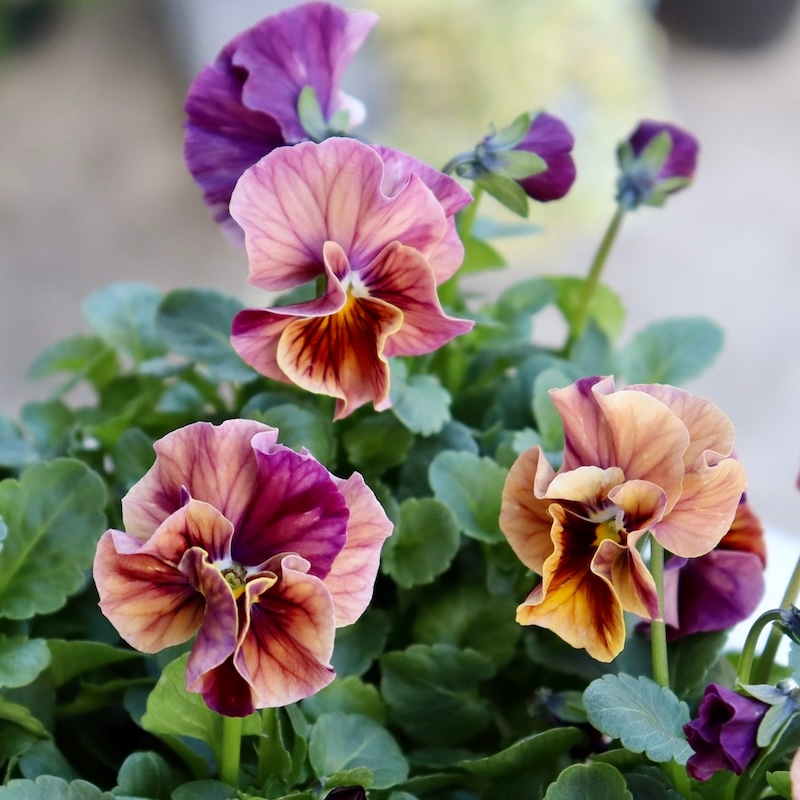 画像で色を選べる!!高知・植田さんのフリル咲きビオラ「マーブル」30番