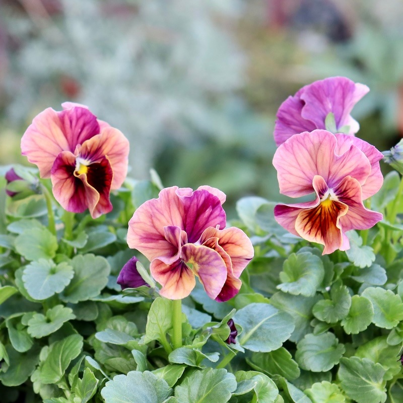 画像で色を選べる!!高知・植田さんのフリル咲きビオラ「マーブル」30番