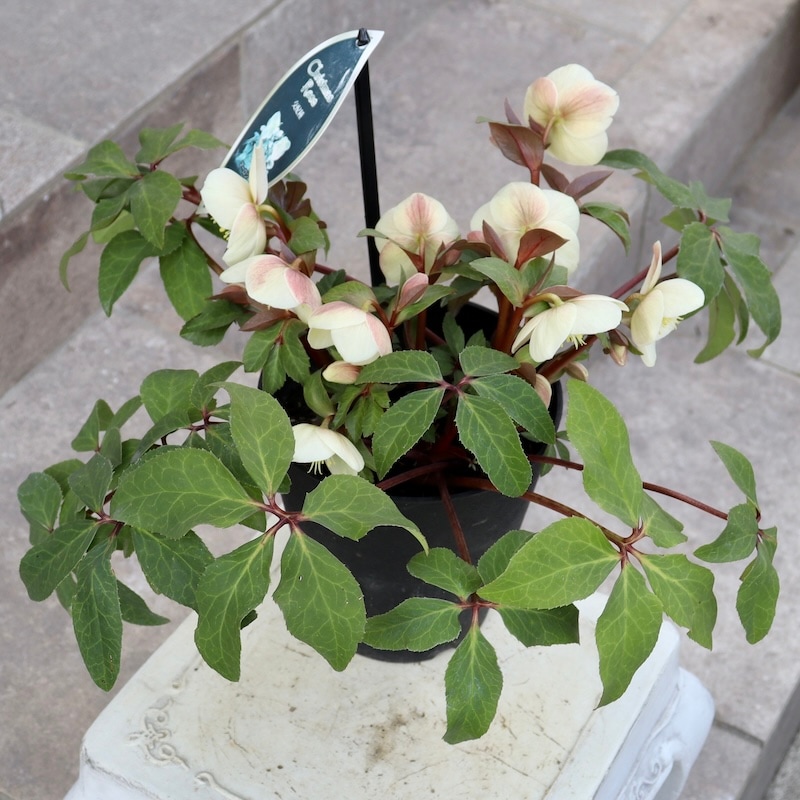 クリスマスロース ソレイユdd斑入り株分け クリスマスロース ソレイユ