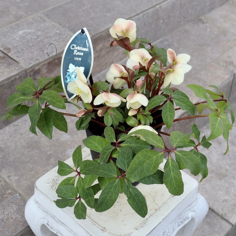 マカロンロン*様ご購入苗㉖-138クリスマスローズ マカロンロン*様ご