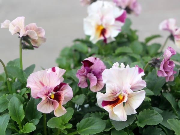 画像で色を選べる!!高知・植田さんのフリル咲きビオラ「マーブル」32番