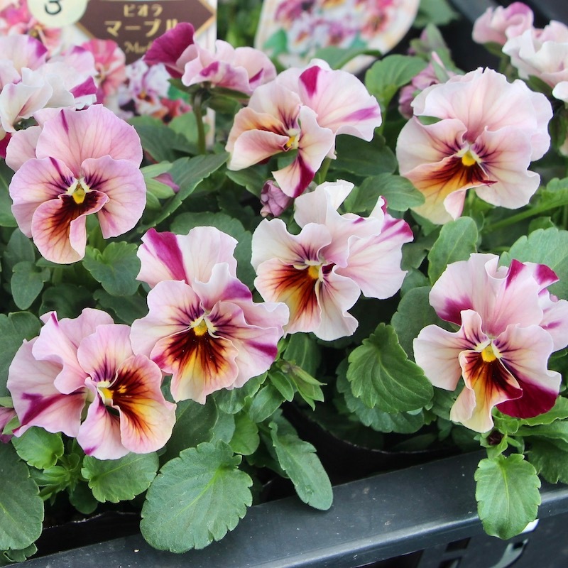 画像で色を選べる!!高知・植田さんのフリル咲きビオラ「マーブル」32番