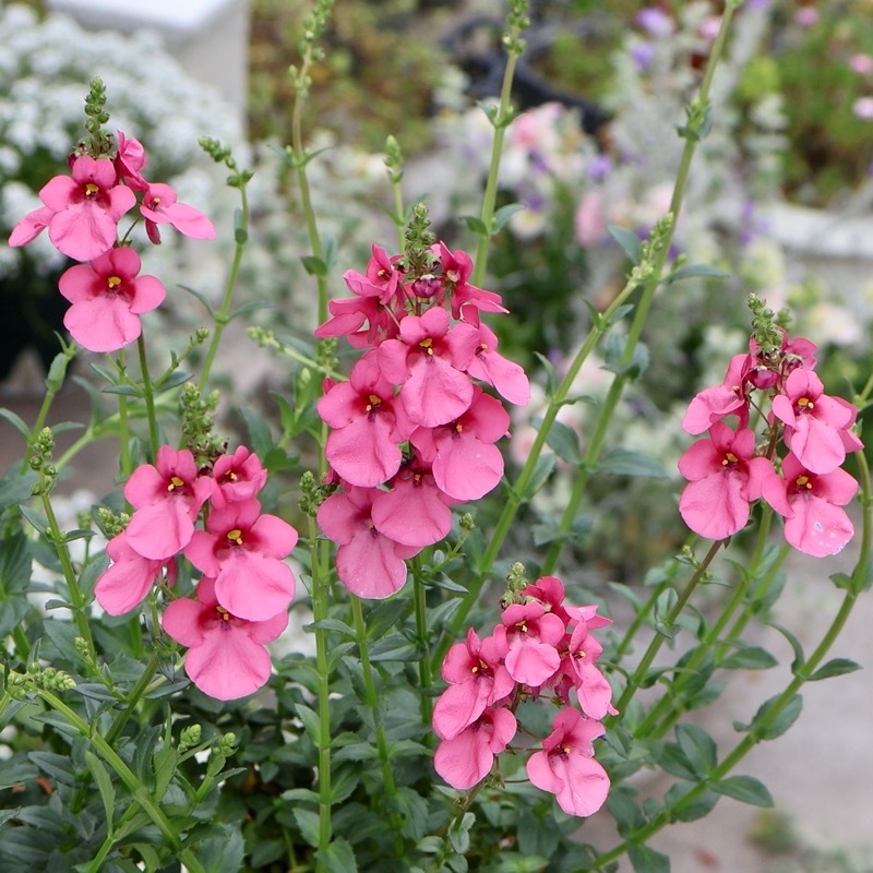 蕾いっぱい♪ナチュラルな開花株!! ディアスシア・トリニティ
