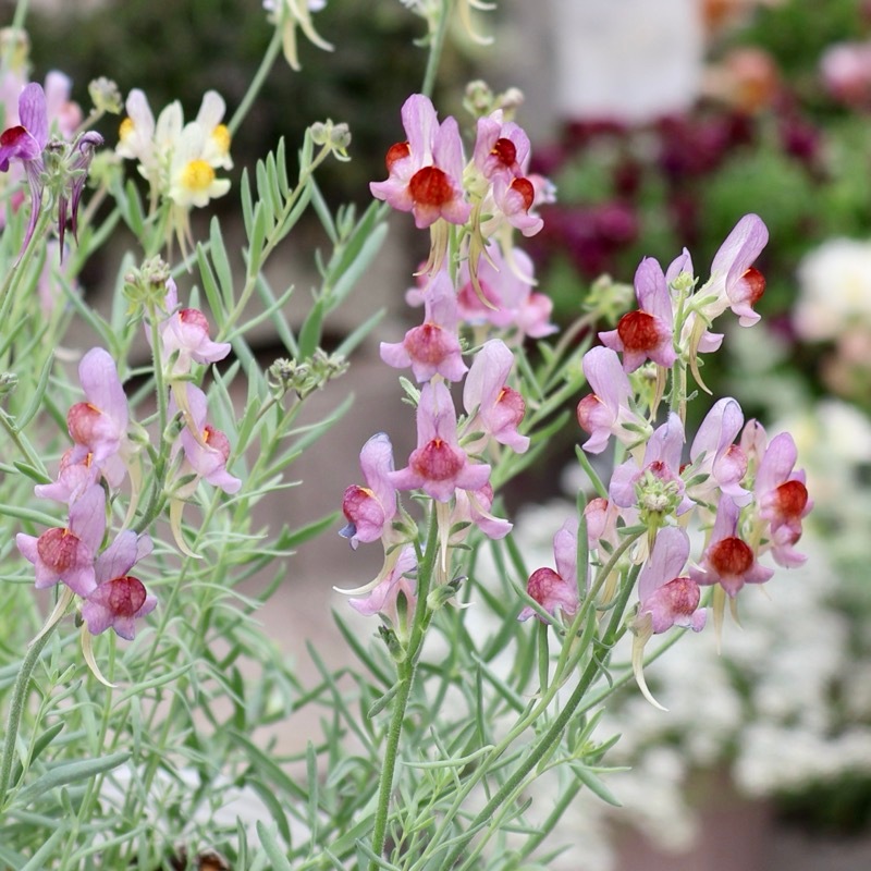 秋まで開花の多年草☆リナリア「ネオンライツ」ミックスカラー・2番