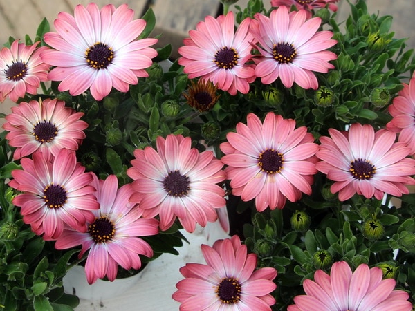 オステオパシックメディスン 第三版 オステオスペルマム・セレニティ「ピンクマジック」(3.5号ポット)