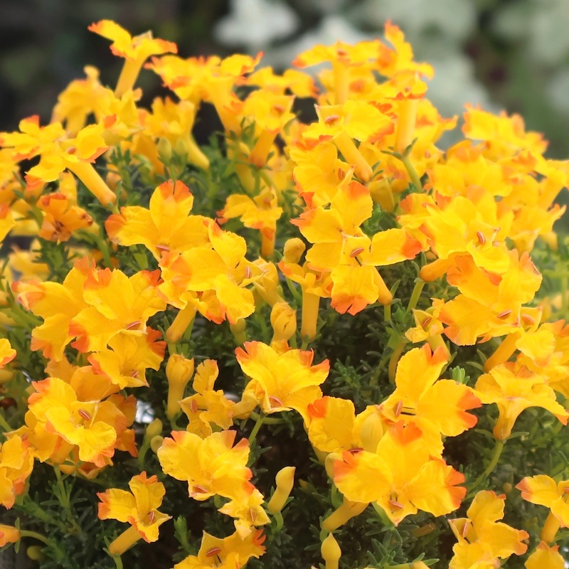 最後の1株!! 花付き抜群☆初恋草「エクレール・ミカ」【3.5号鉢】