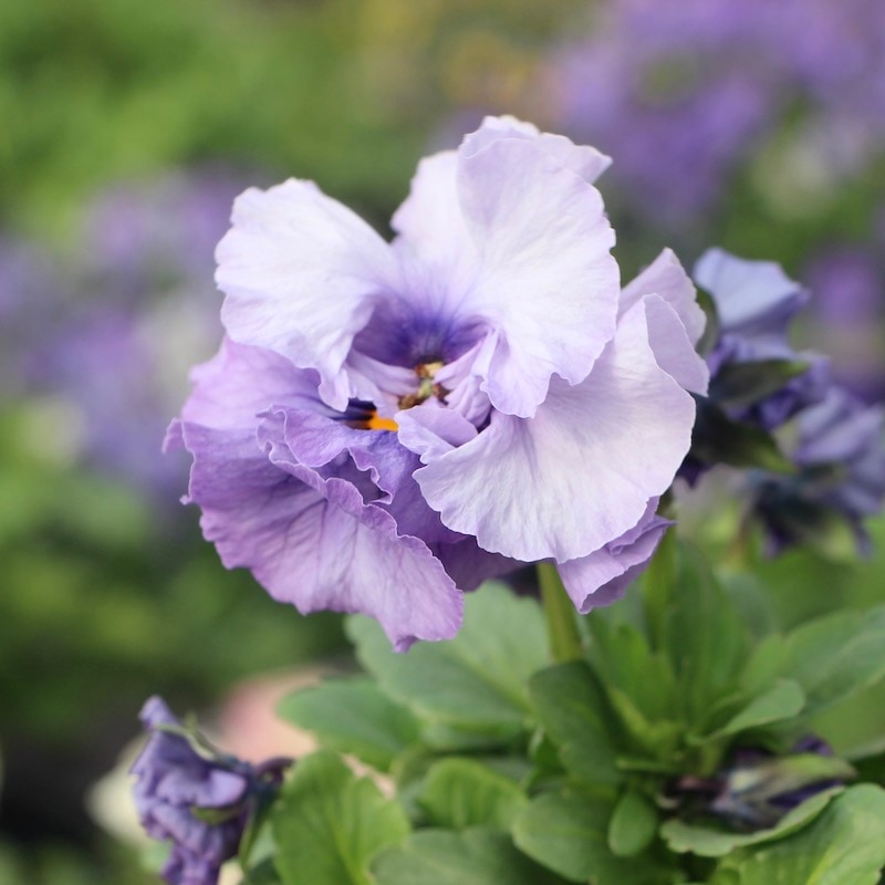 現品!!コウロギさん育種ビオラ「NOBUKOセレクション」＜21-48＞(3.5号