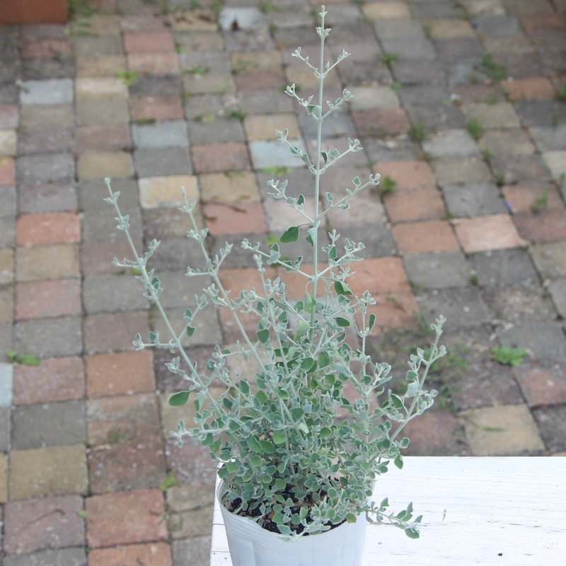 ラゴティア・ホワイトソルトブッシュ(2.5号ロングポット)