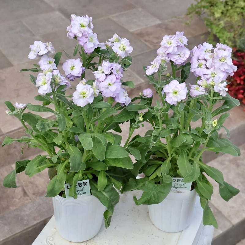 専用　ブライダルベール　ケイトウ　八重咲ペチュニア　クレイフラワー 専用 ブライダルベール ケイトウ 八重咲ペチュニア クレイフラワー